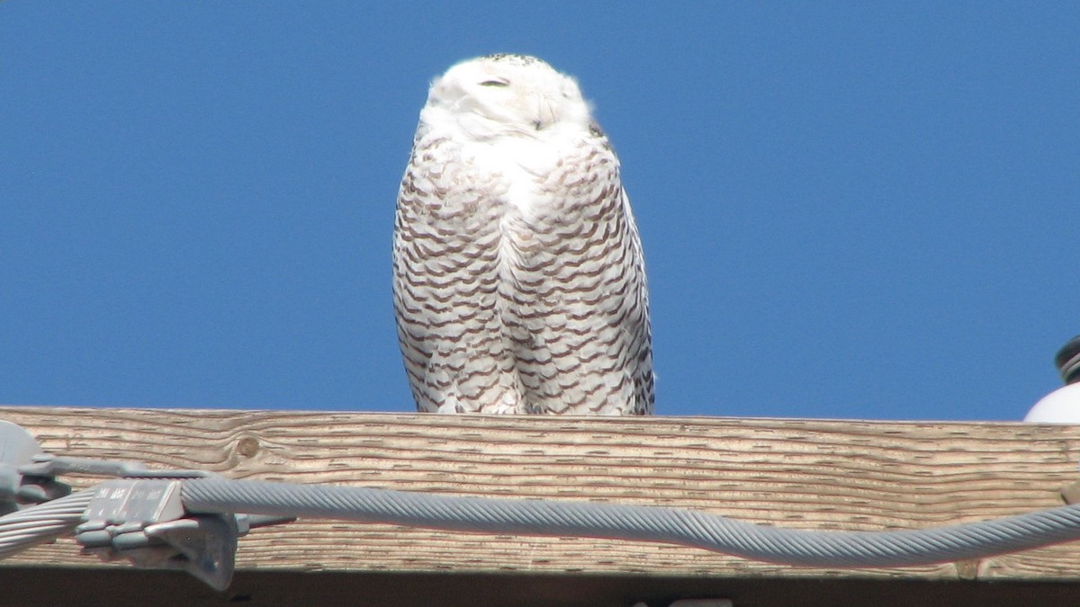 Snowy Owl - ML85271241
