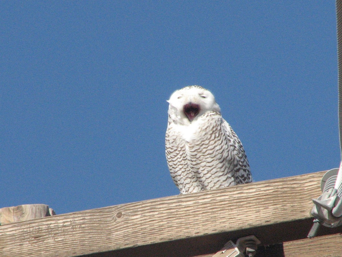 Snowy Owl - ML85271251