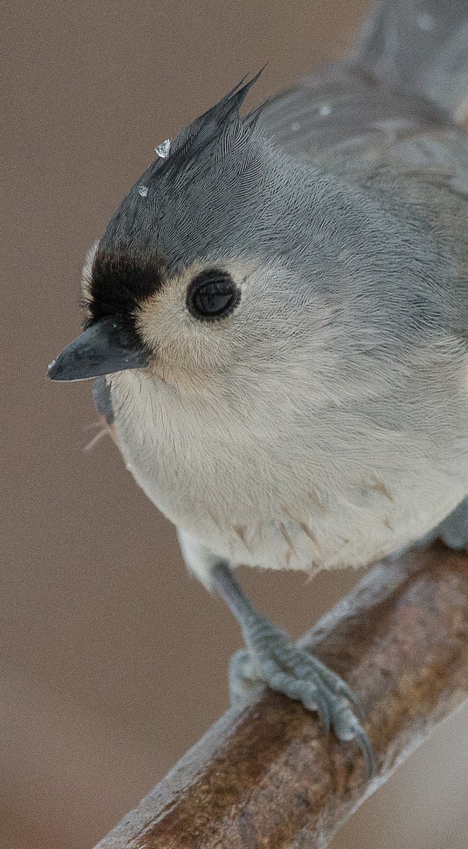 Tufted Titmouse - Joel Strong