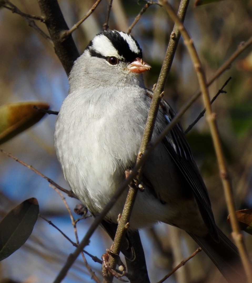 White-crowned Sparrow - Jim Varner