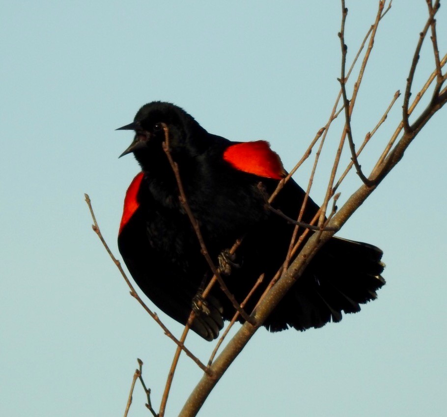Red-winged Blackbird - ML85271691