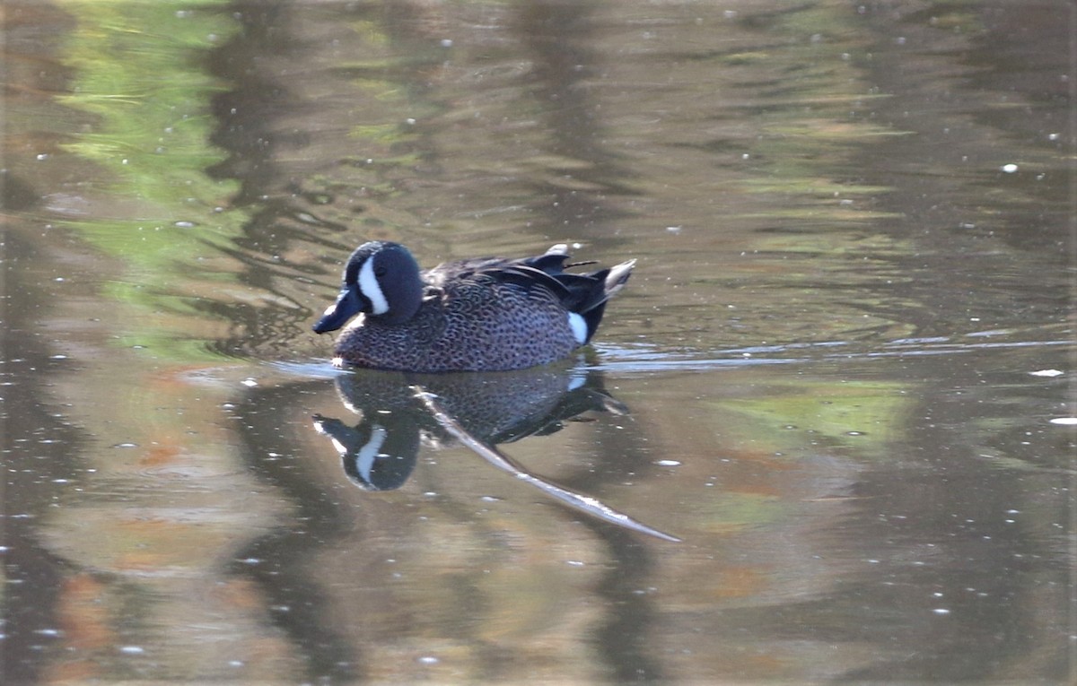 Blue-winged Teal - ML85272431