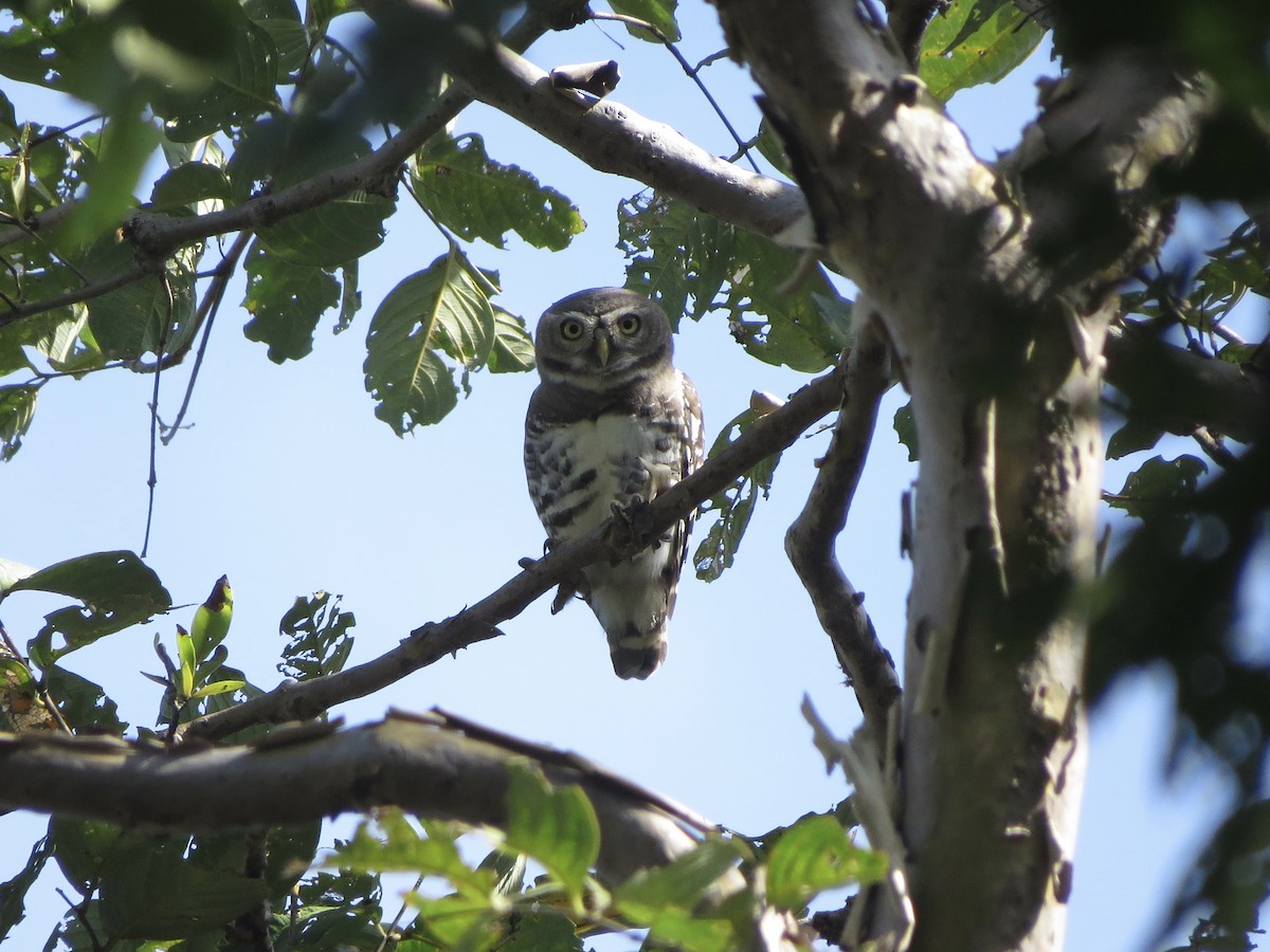 Forest Owlet - Billi Krochuk