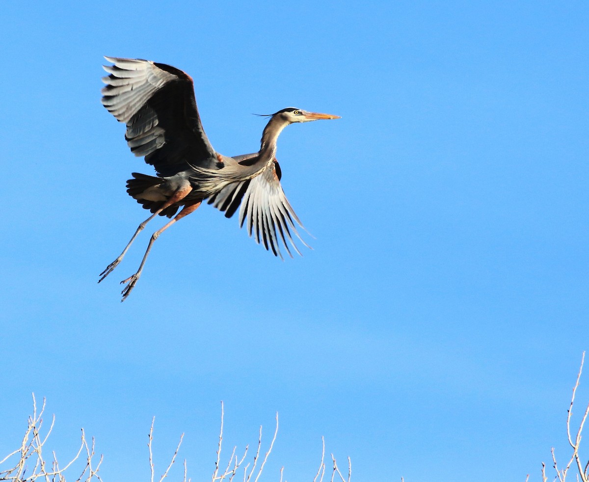 Great Blue Heron - Doug and Diane Iverson
