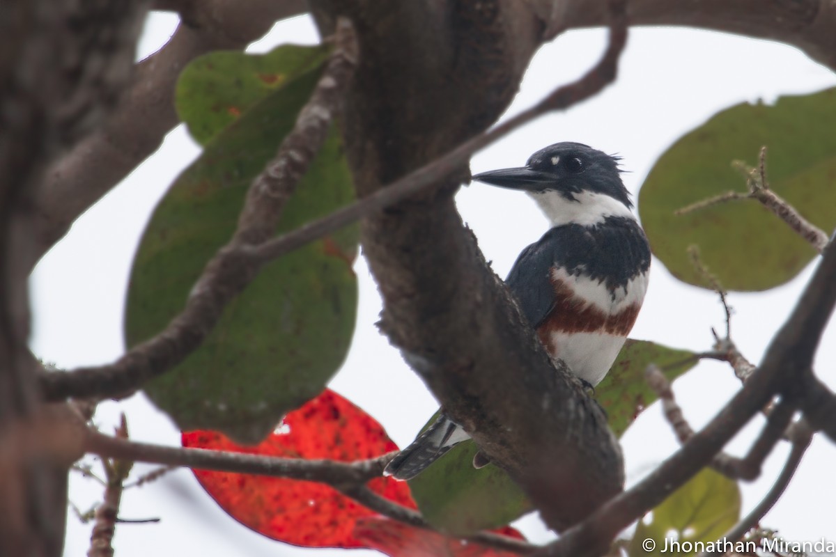Belted Kingfisher - Jhonathan Miranda - Wandering Venezuela Birding Expeditions