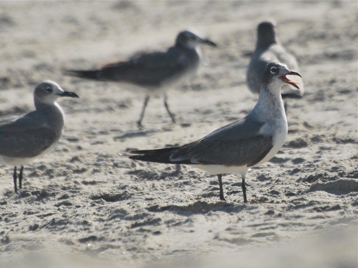 Franklin's Gull - ML85282421