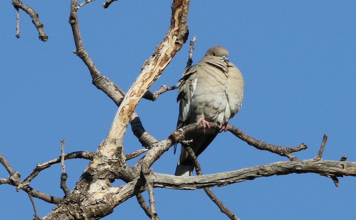 White-winged Dove - ML85282721