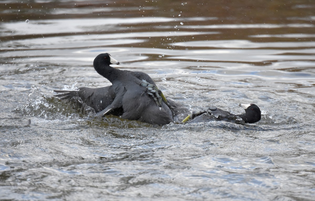 American Coot (Red-shielded) - ML85292321
