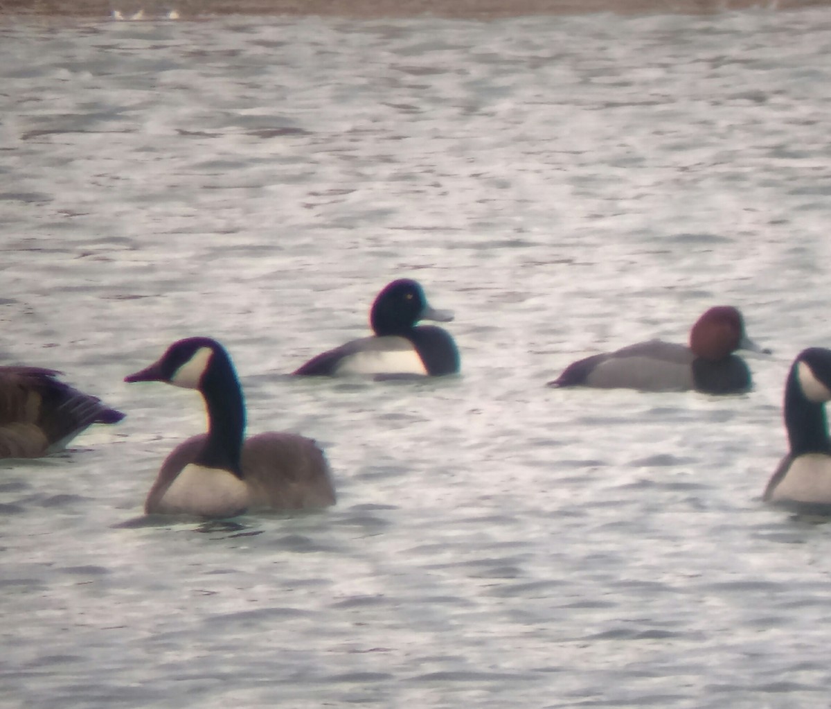 Greater Scaup - Jacob Raber