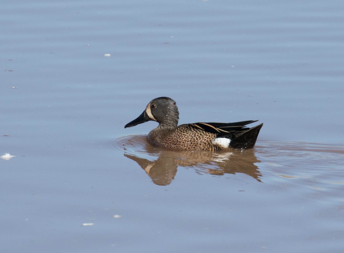 Blue-winged Teal - ML85293391