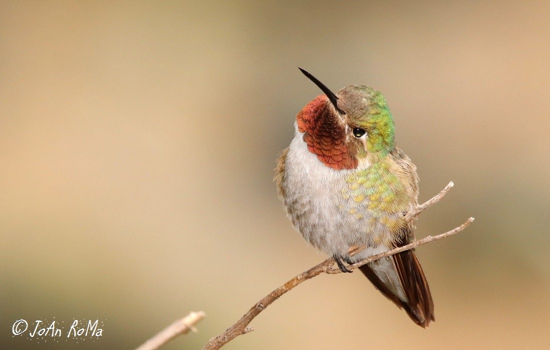 Broad-tailed Hummingbird - Antonio Robles