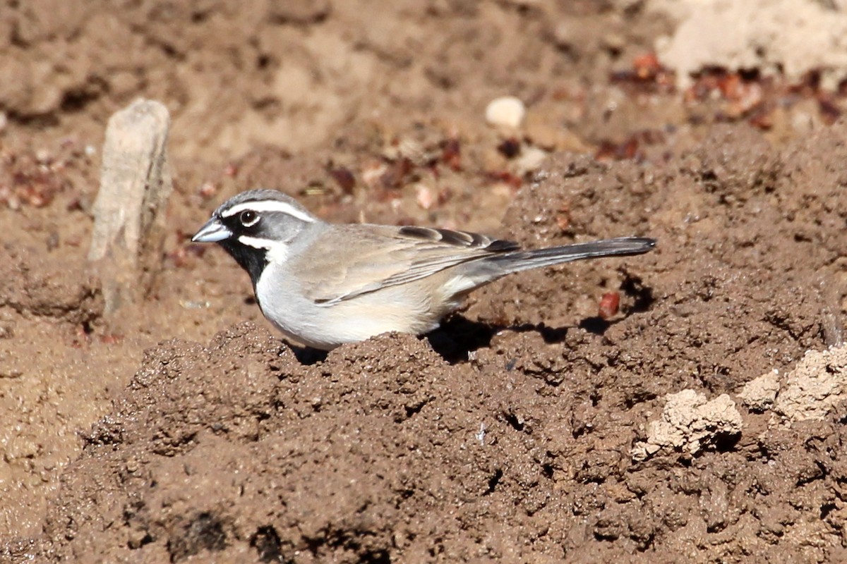 Black-throated Sparrow - ML85297241