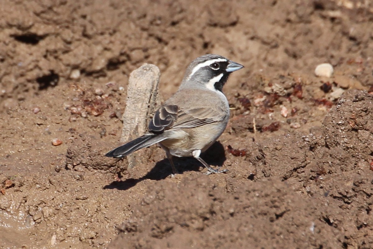 Black-throated Sparrow - sam hough