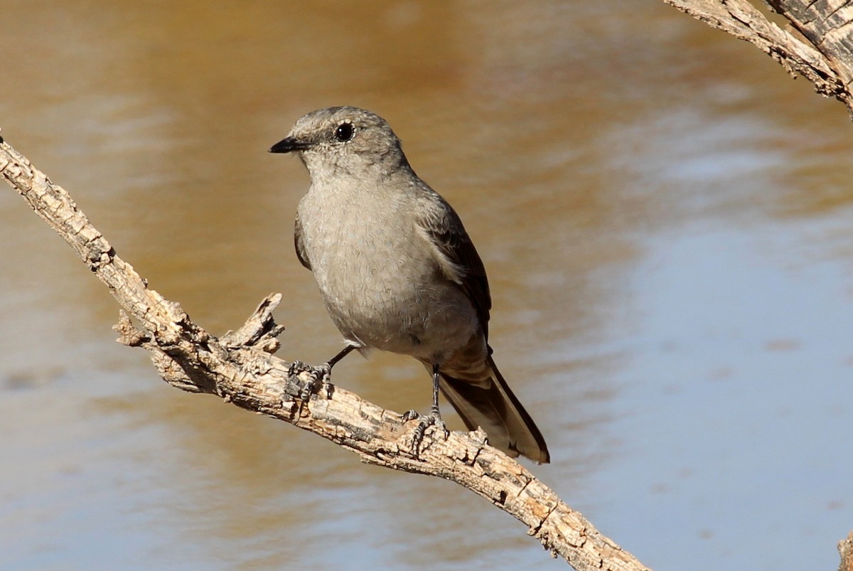 Townsend's Solitaire - ML85298341