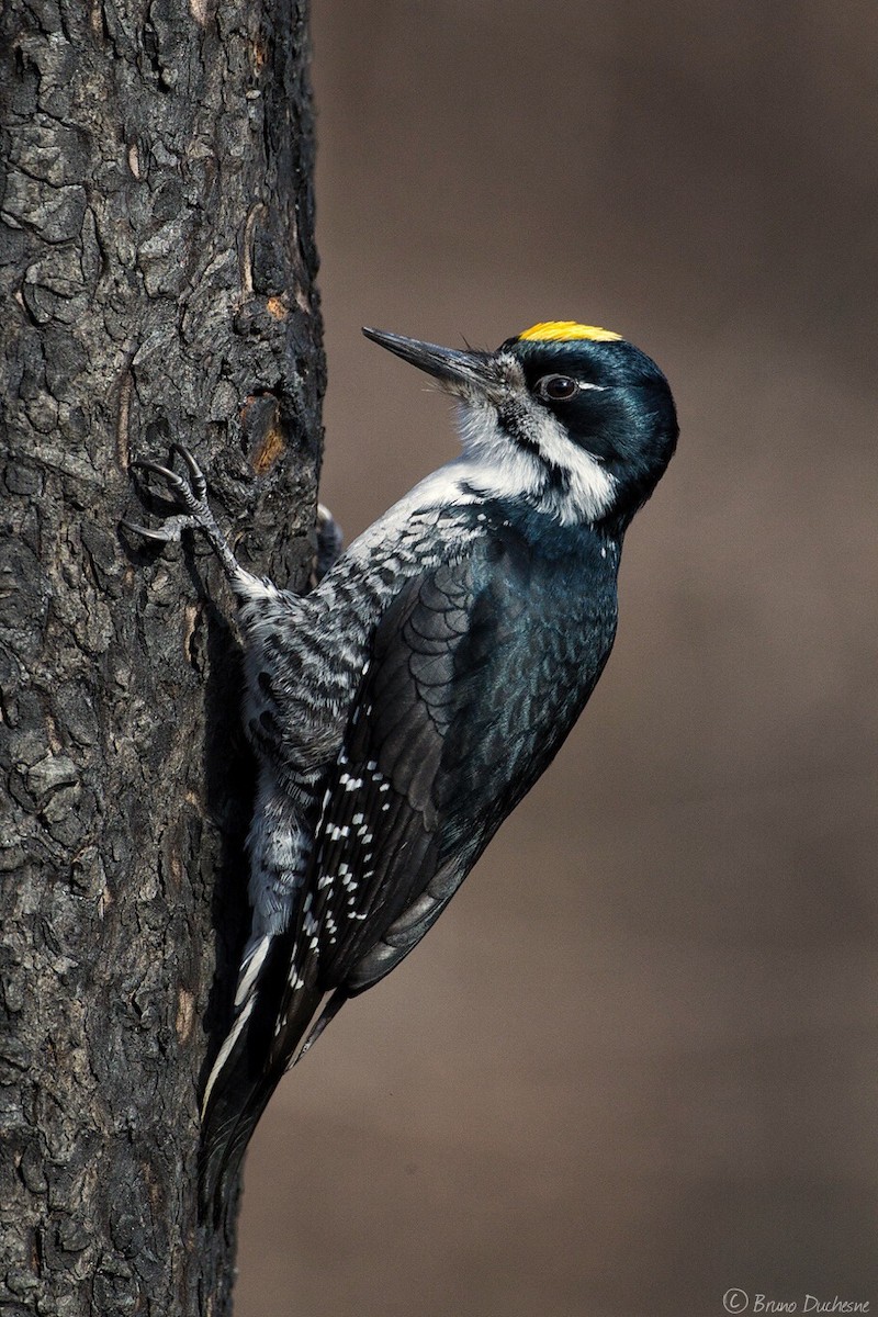 Black-backed Woodpecker - Bruno Duchesne