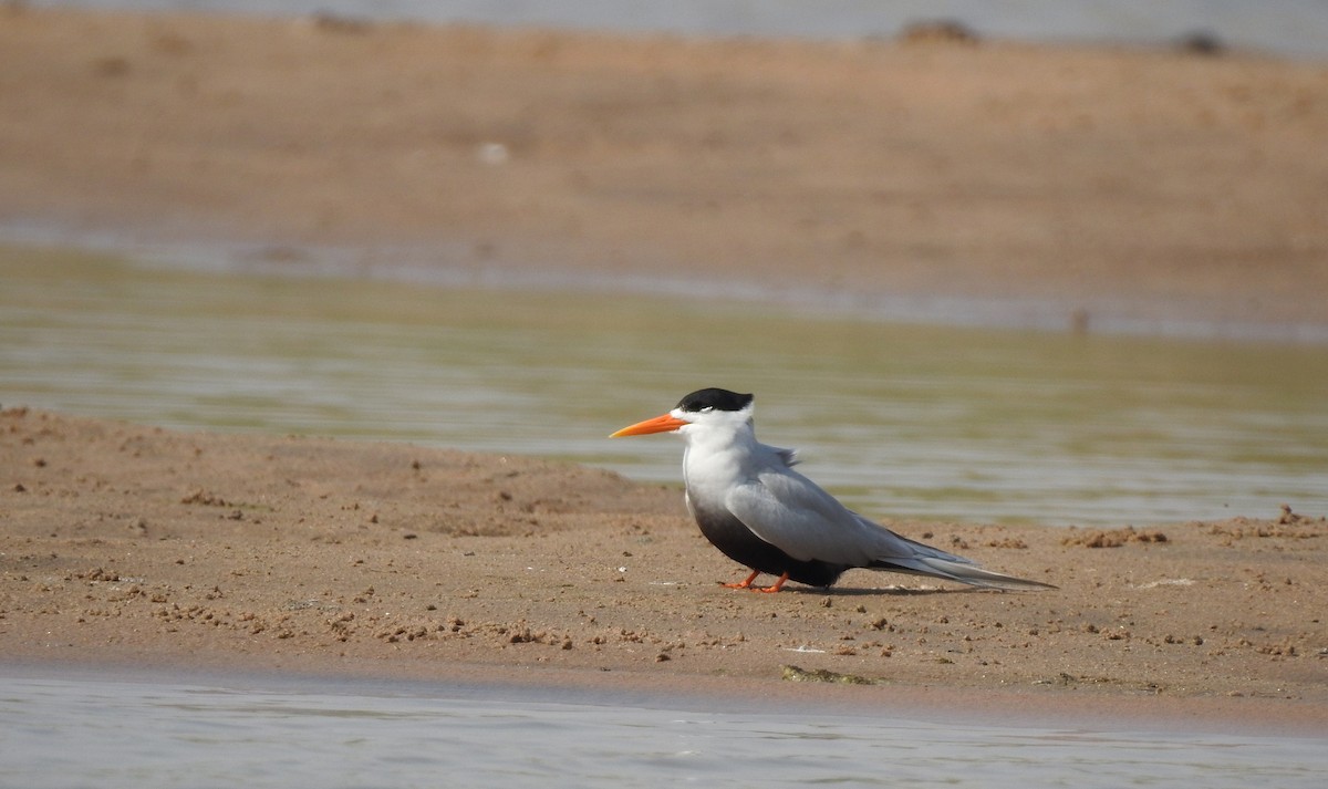 Black-bellied Tern - Anonymous