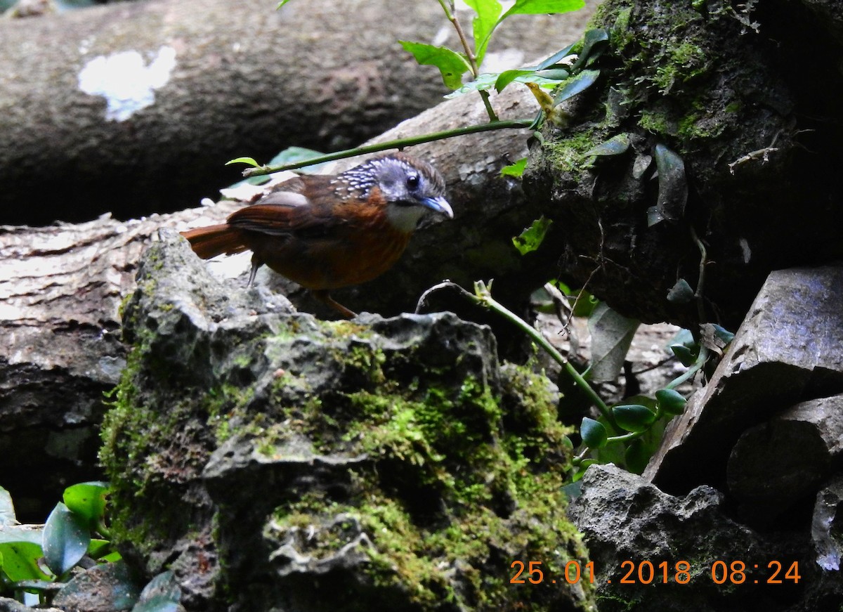 Spot-necked Babbler - ML85302331