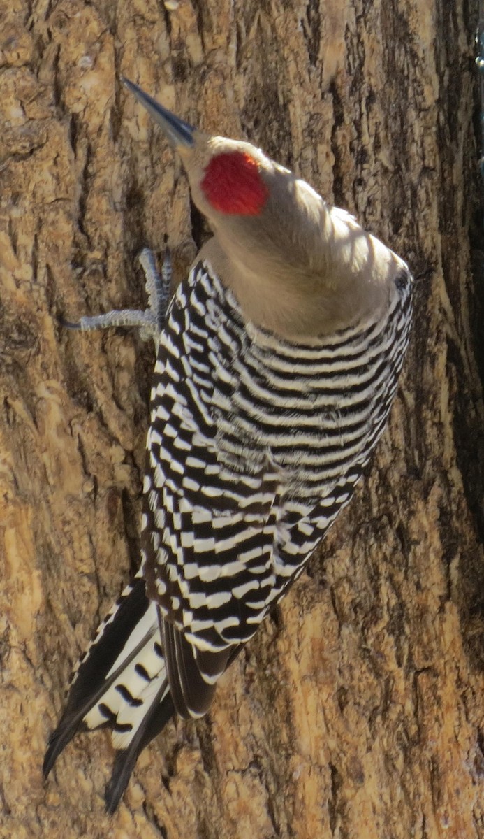 Gila Woodpecker - ML85309281