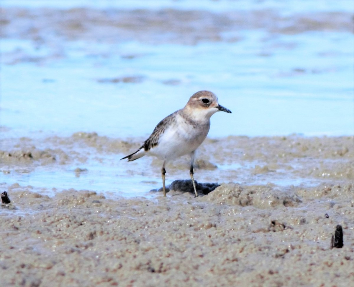 Double-banded Plover - Greg Roberts