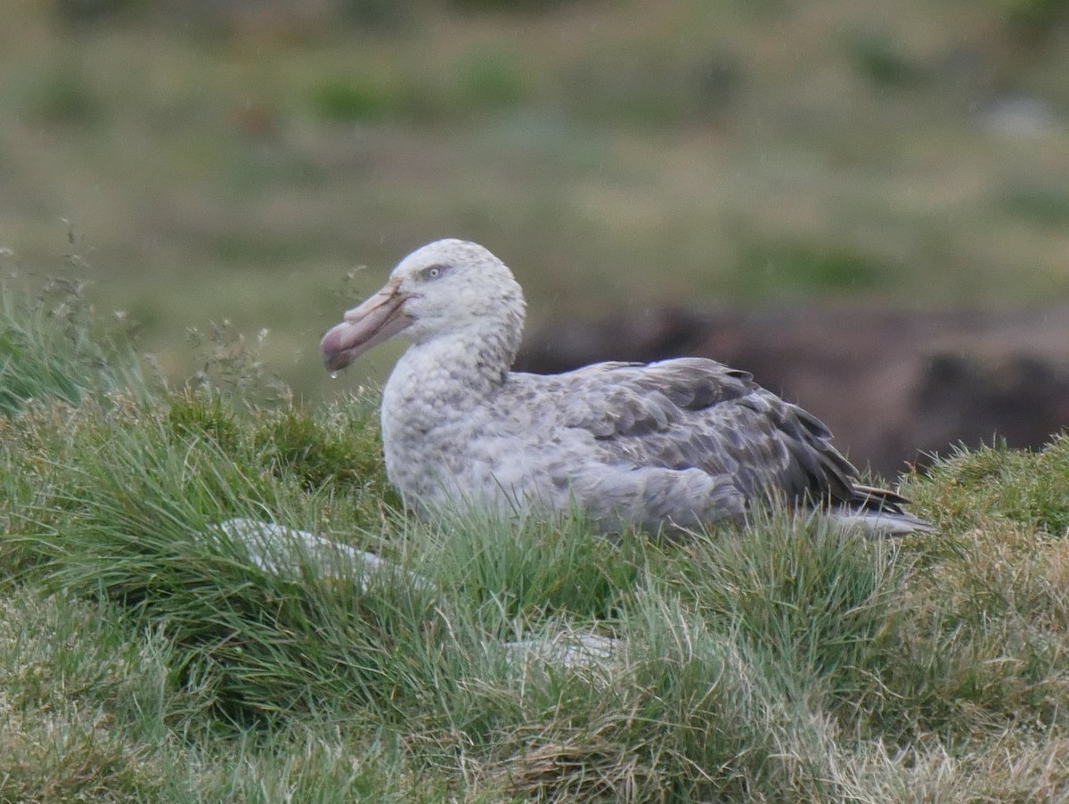 Northern Giant-Petrel - Peter Lowe