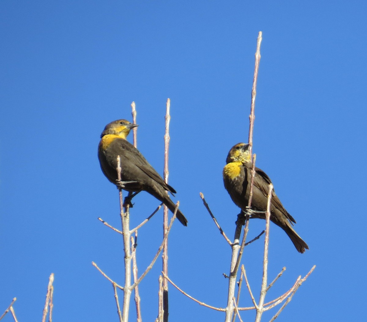Yellow-headed Blackbird - ML85309751