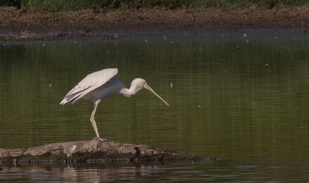 Yellow-billed Spoonbill - shorty w