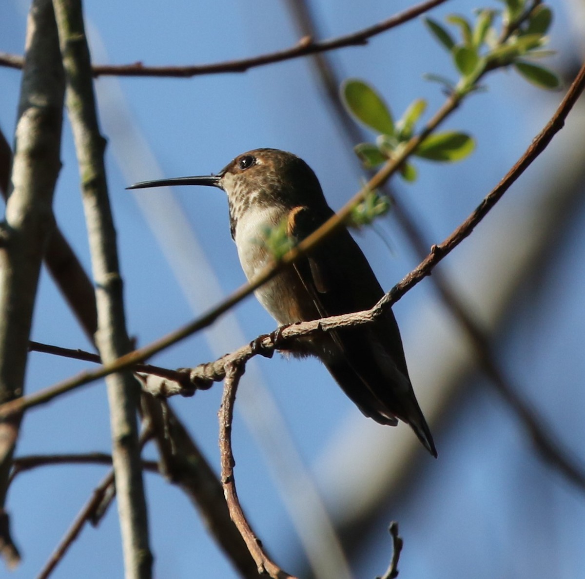 Anna's Hummingbird - ML85311321