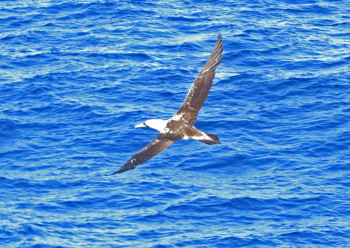 Masked Booby - ML85313041
