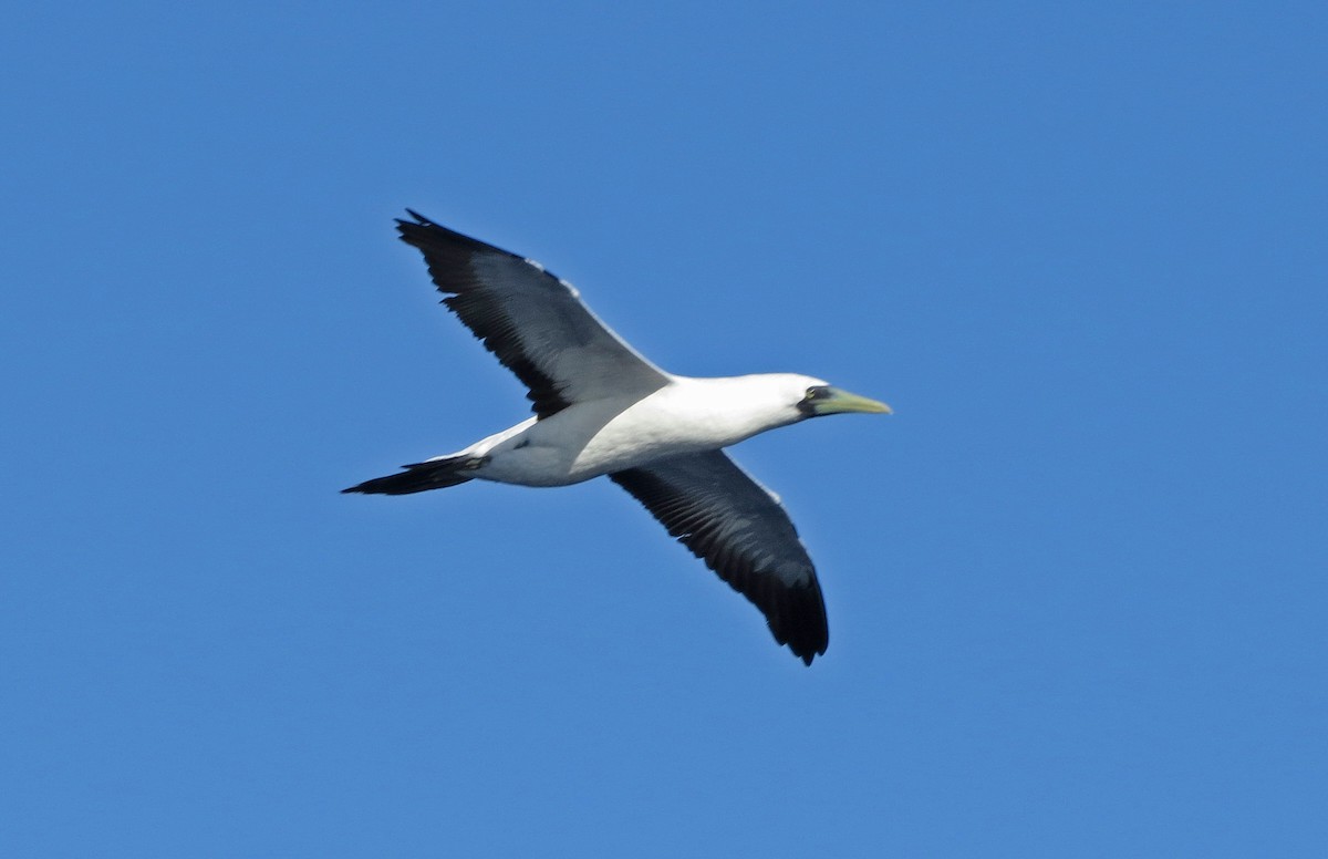 Masked Booby - ML85313161