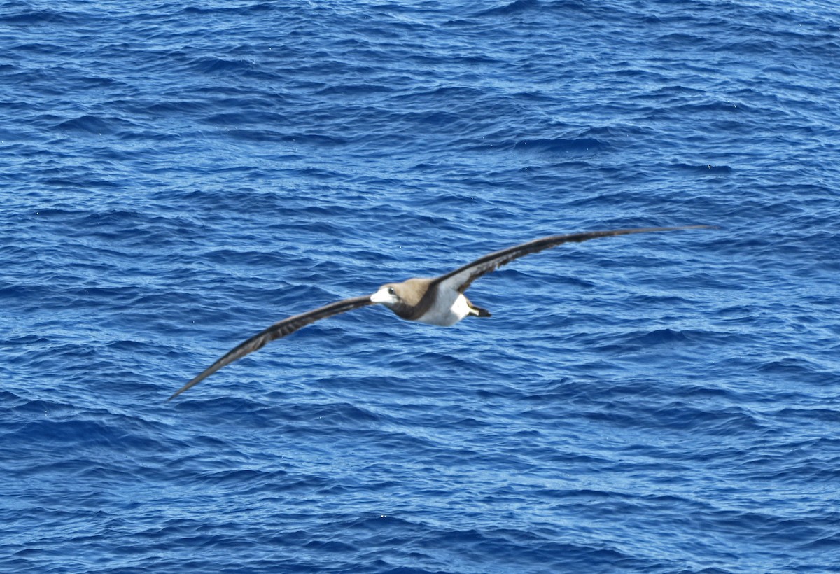 Brown Booby - ML85313331