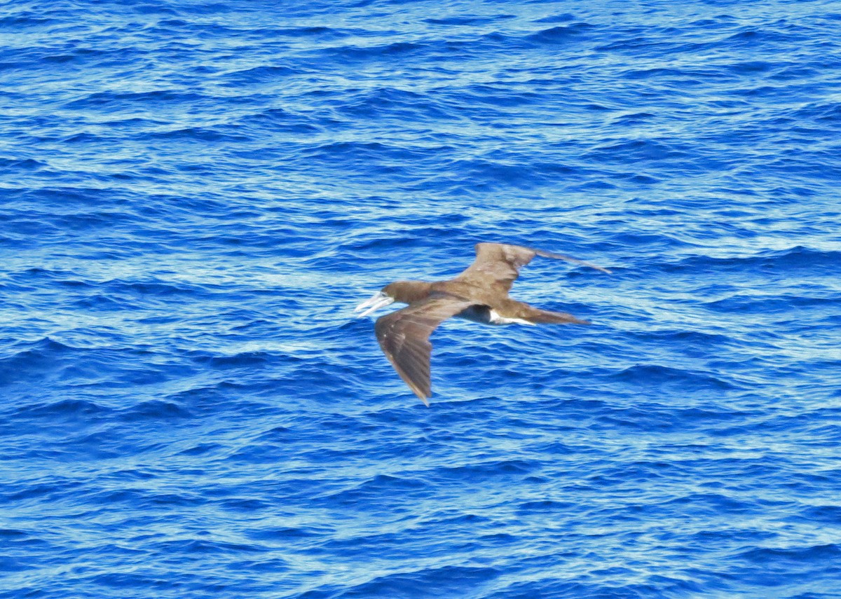 Brown Booby - ML85313421