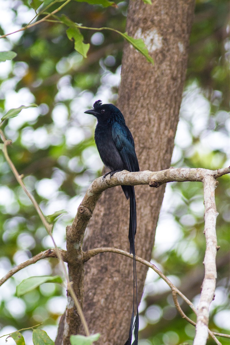Greater Racket-tailed Drongo - ML85316151