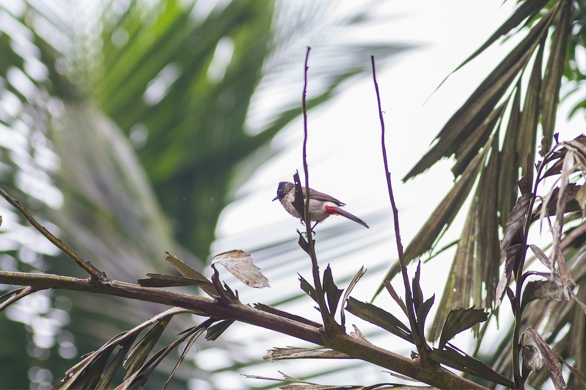 Red-vented Bulbul - ML85316621