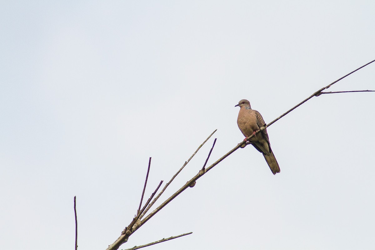 Spotted Dove - ML85316771