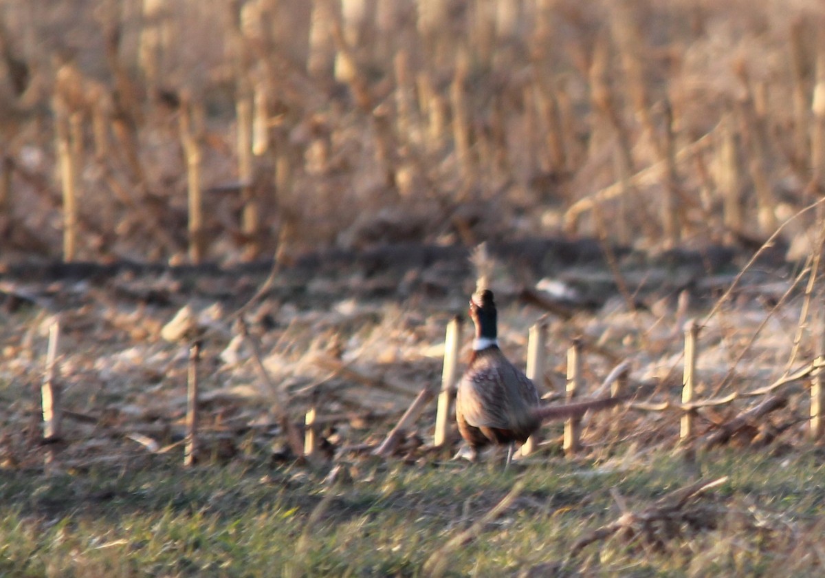Ring-necked Pheasant - ML85317451