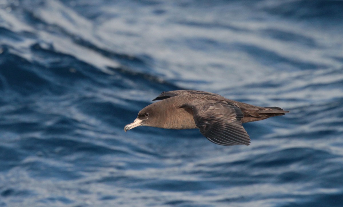 Flesh-footed Shearwater - Corey Callaghan