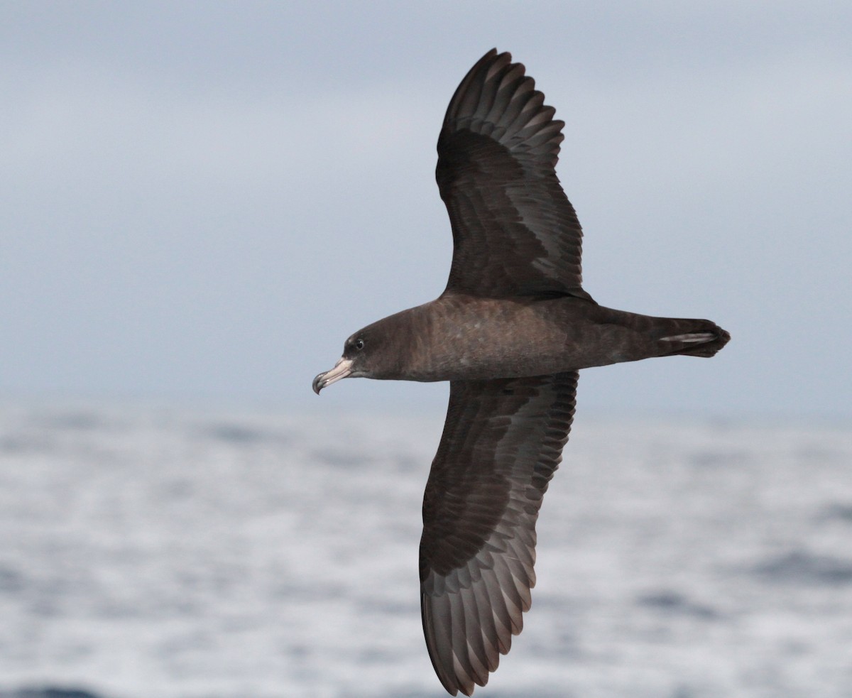 Flesh-footed Shearwater - Corey Callaghan