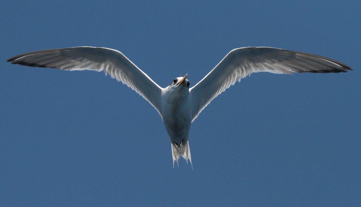 Great Crested Tern - Corey Callaghan