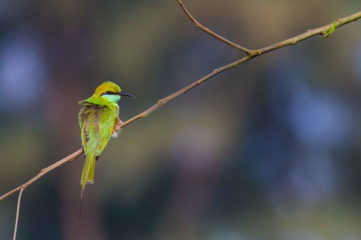 Asian Green Bee-eater - ML85318091