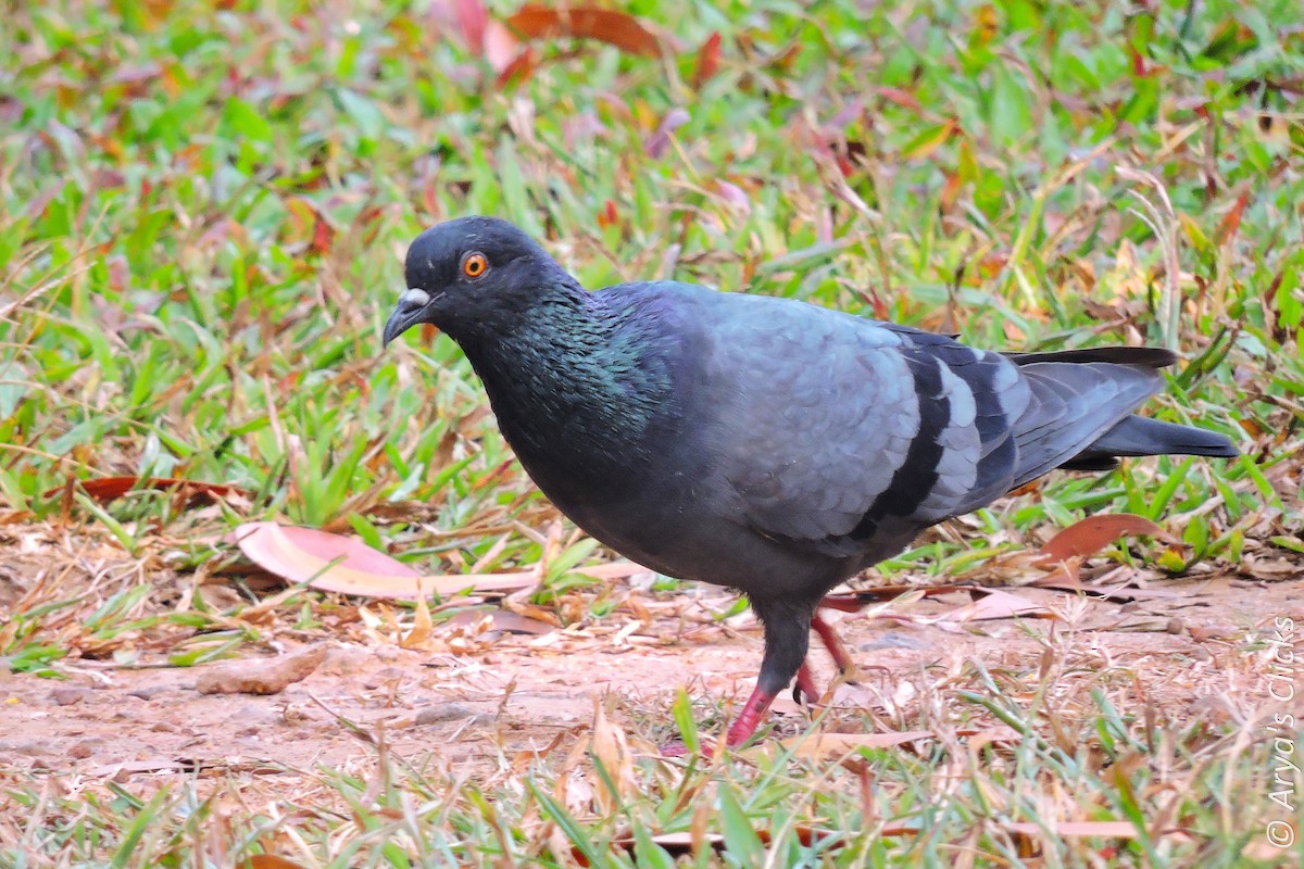 Rock Pigeon (Feral Pigeon) - Arya Vinod