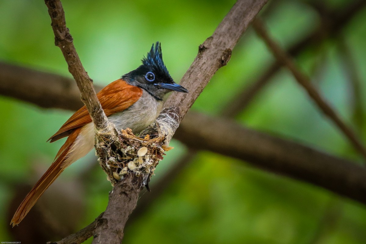 Indian Paradise-Flycatcher - Indranil Bhattacharjee