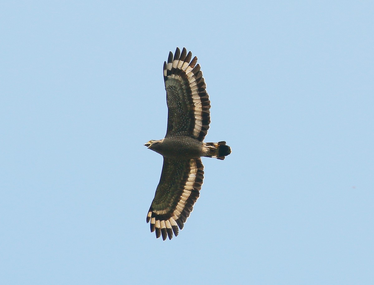 Crested Serpent-Eagle - ML85319871