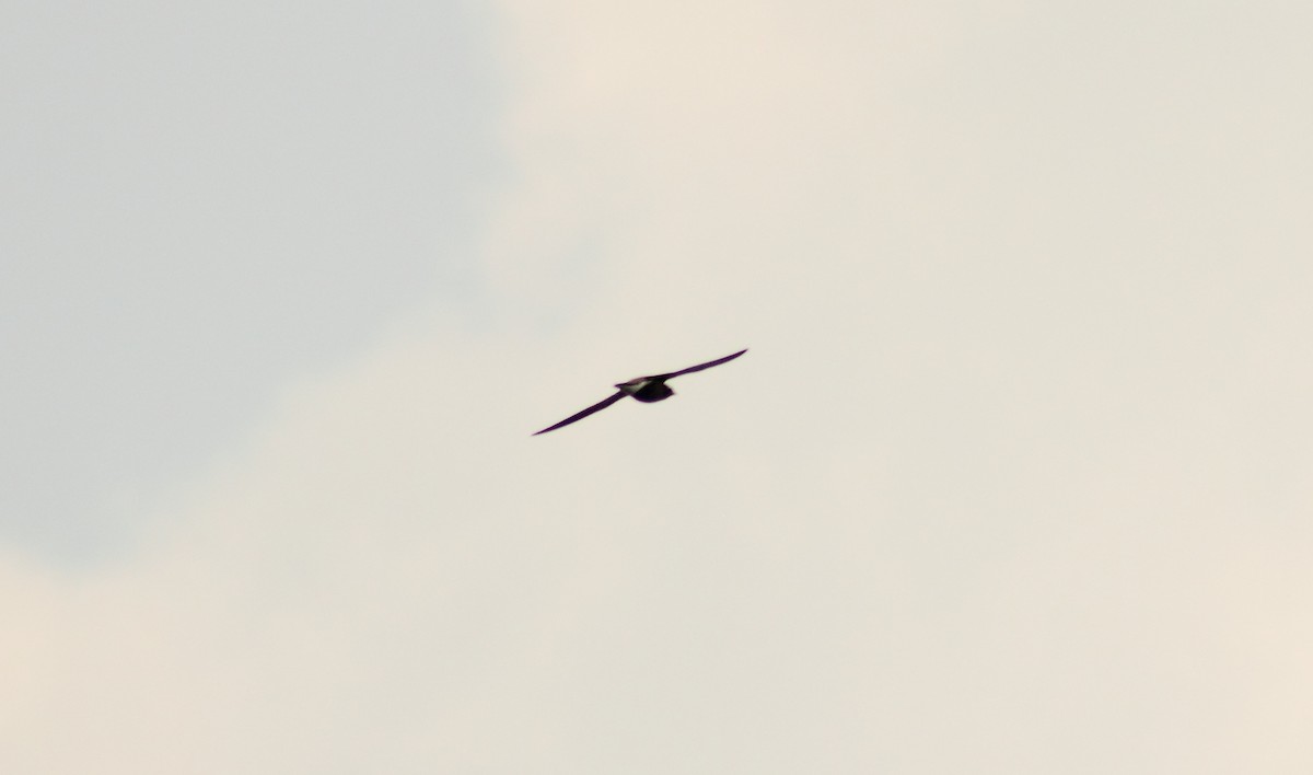 Brown-backed Needletail - ML85320551