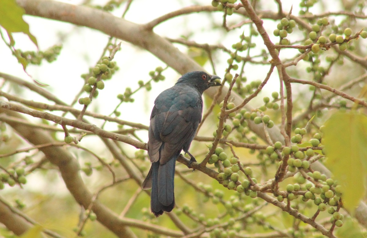 Asian Fairy-bluebird - Madhurima Das