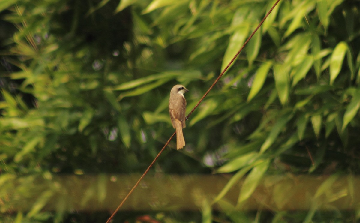 Brown Shrike - Madhurima Das