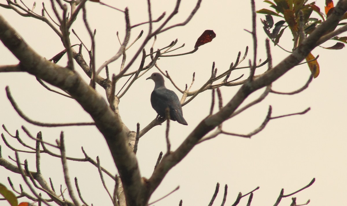 Green Imperial-Pigeon - Madhurima Das