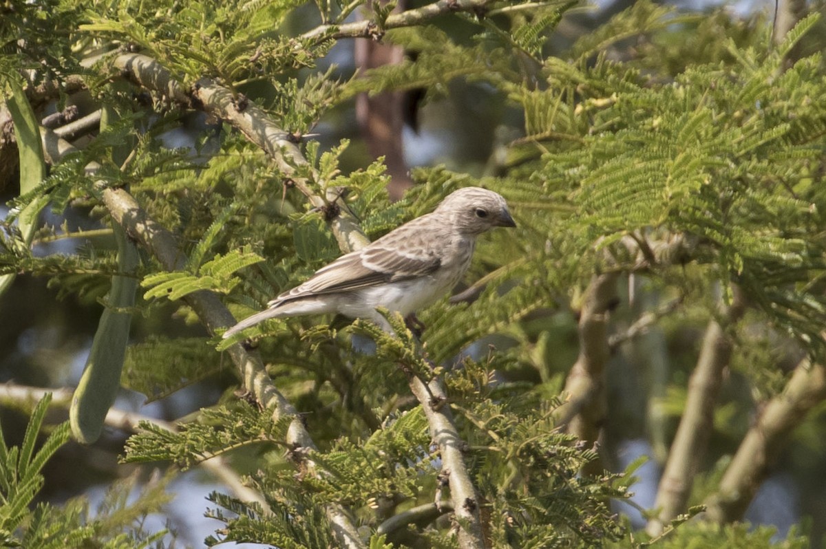 White-rumped Seedeater - ML85321181