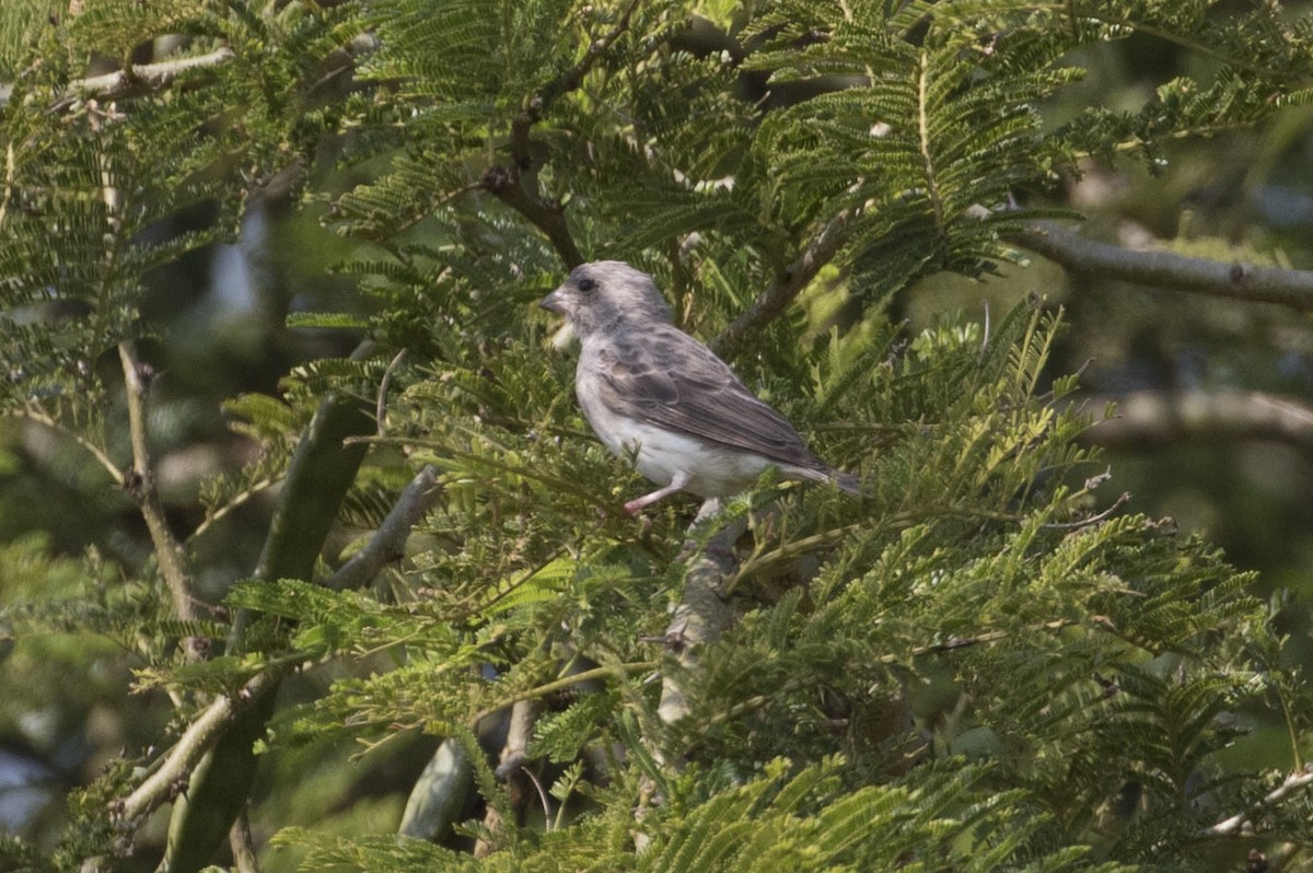 White-rumped Seedeater - ML85321191