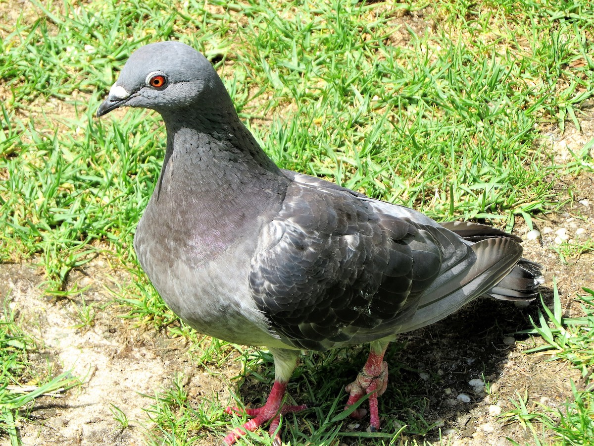 Rock Pigeon (Feral Pigeon) - ML85323821