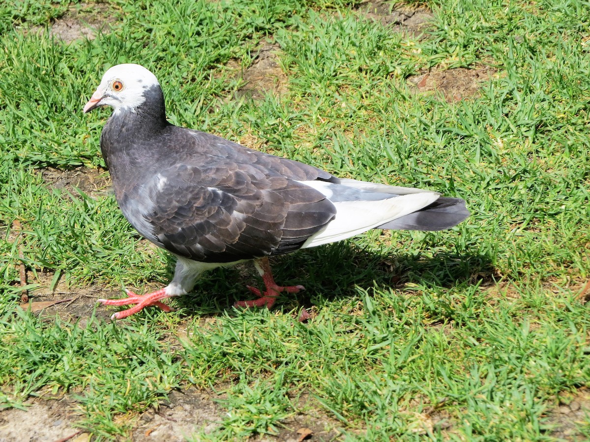 Rock Pigeon (Feral Pigeon) - ML85323891